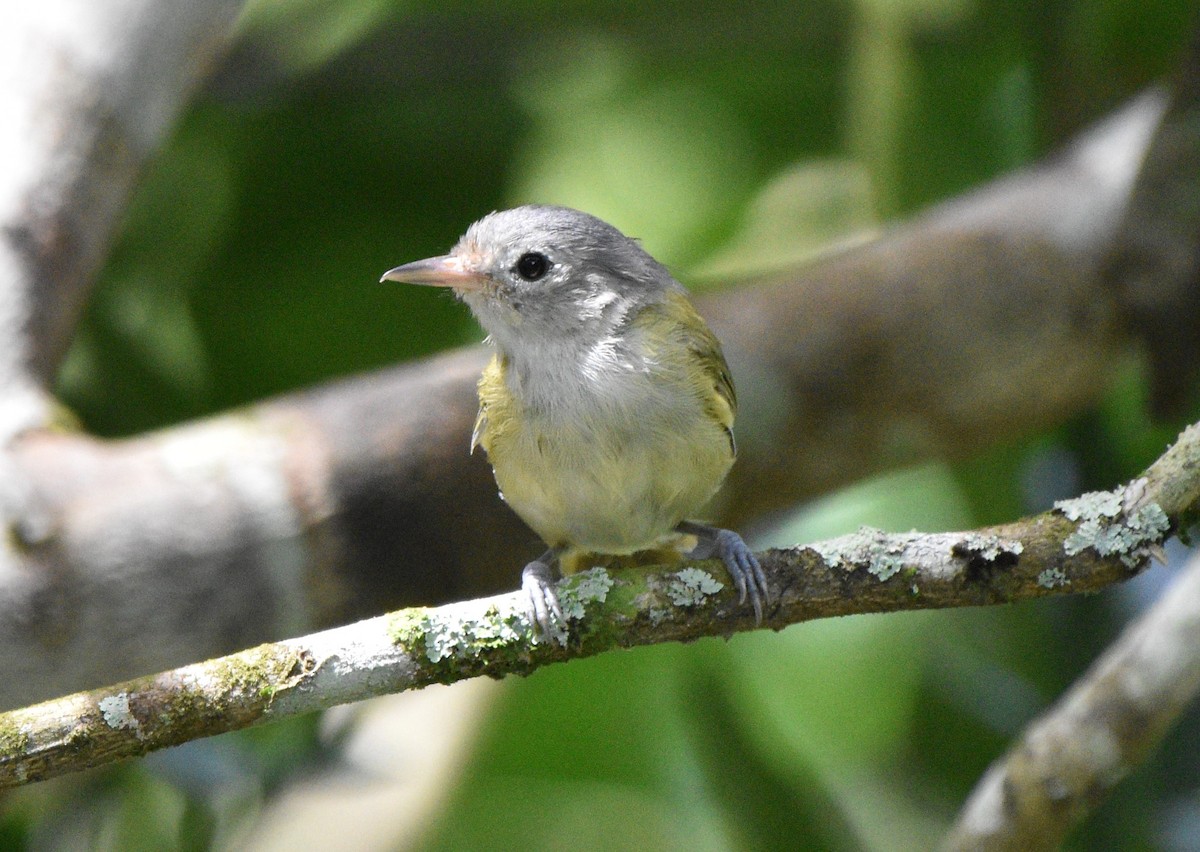 Greenish Elaenia - ML624577105