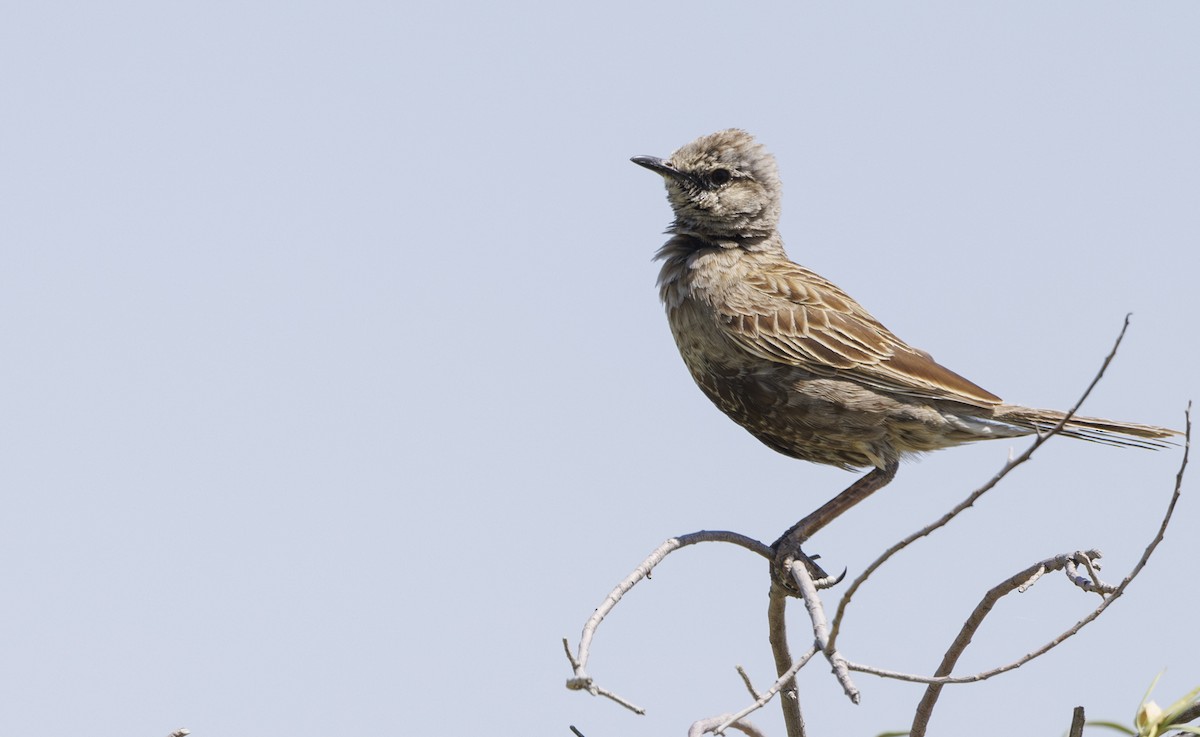 Brown Songlark - ML624577107