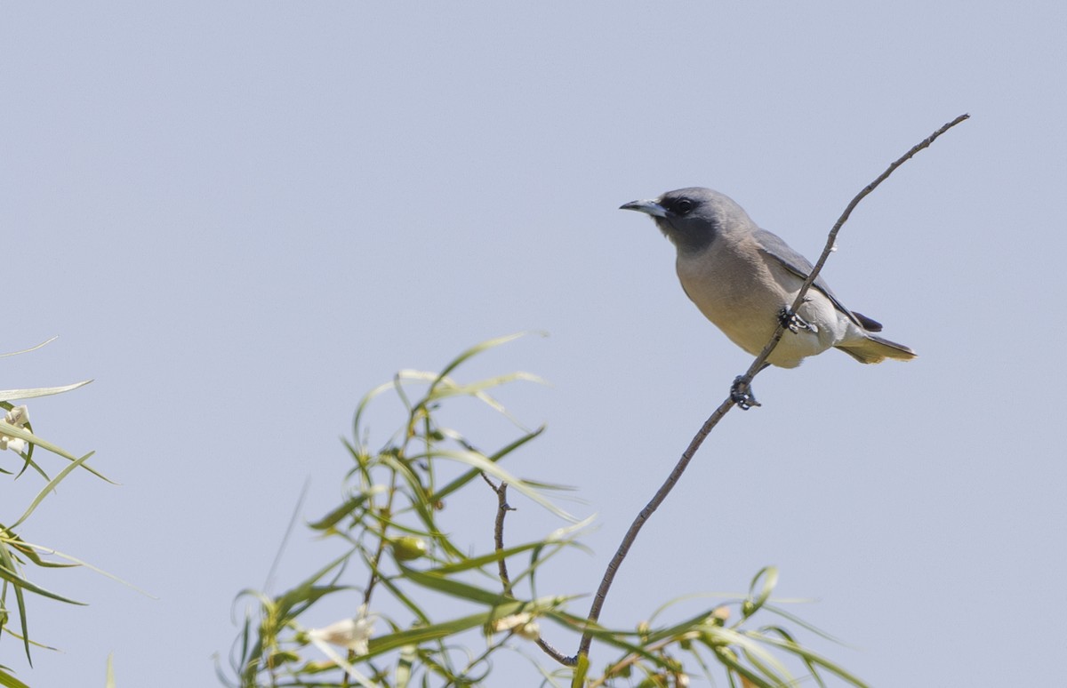 Masked Woodswallow - ML624577110