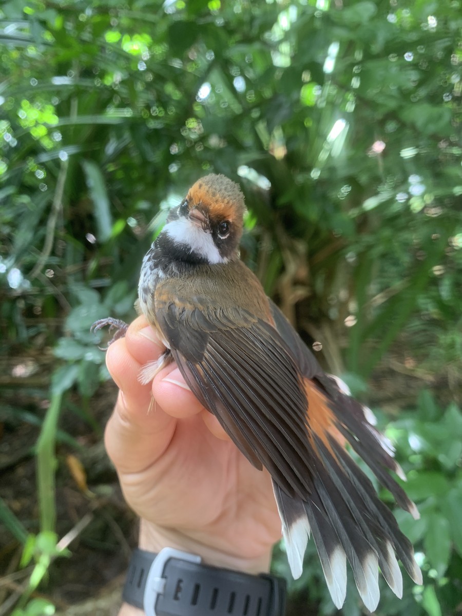 Micronesian Rufous Fantail - ML624577112