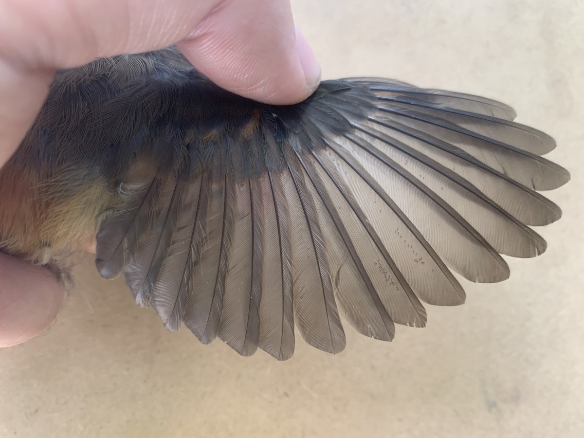 Micronesian Rufous Fantail - ML624577113