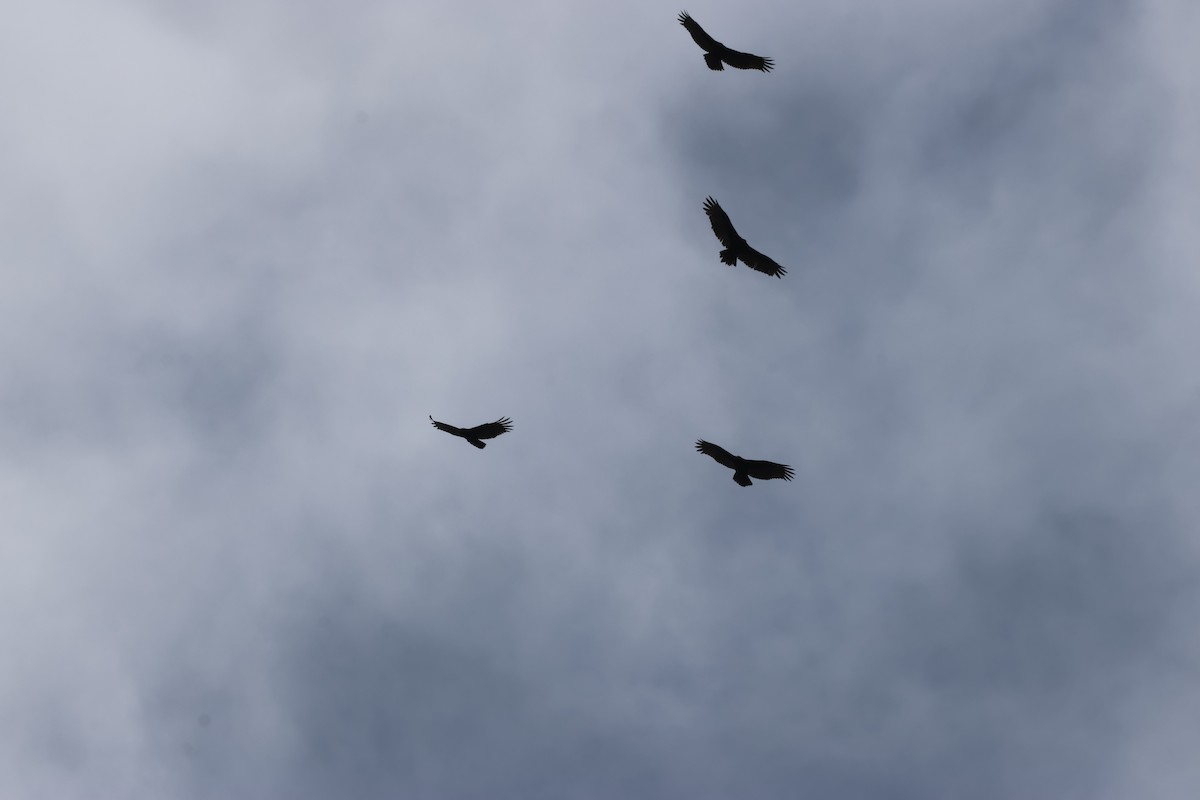 Turkey Vulture - ML624577115