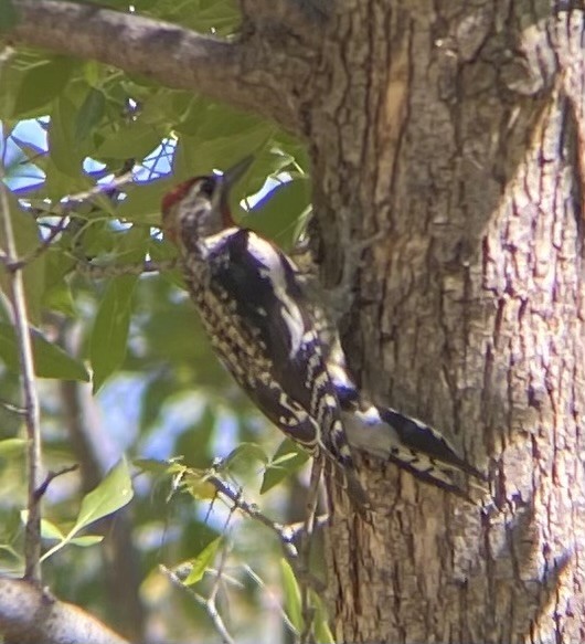 Red-naped Sapsucker - ML624577117