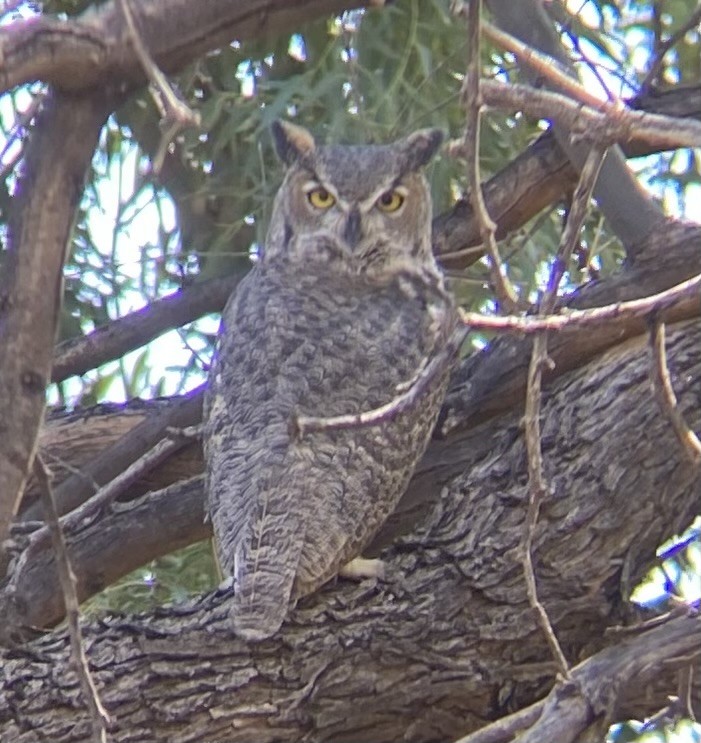 Great Horned Owl - ML624577131