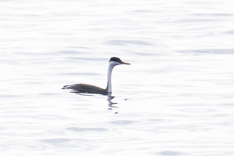 Western Grebe - ML624577132