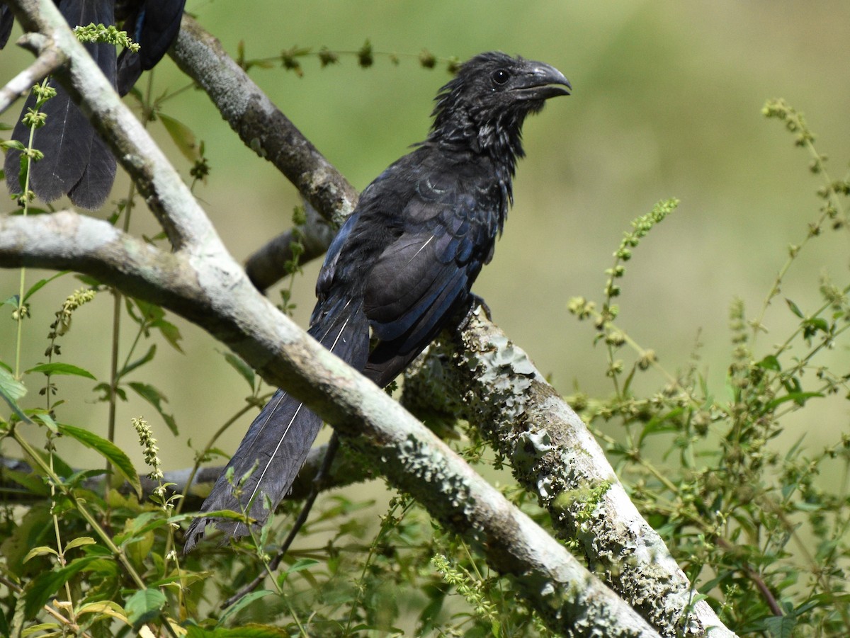 Groove-billed Ani - ML624577134