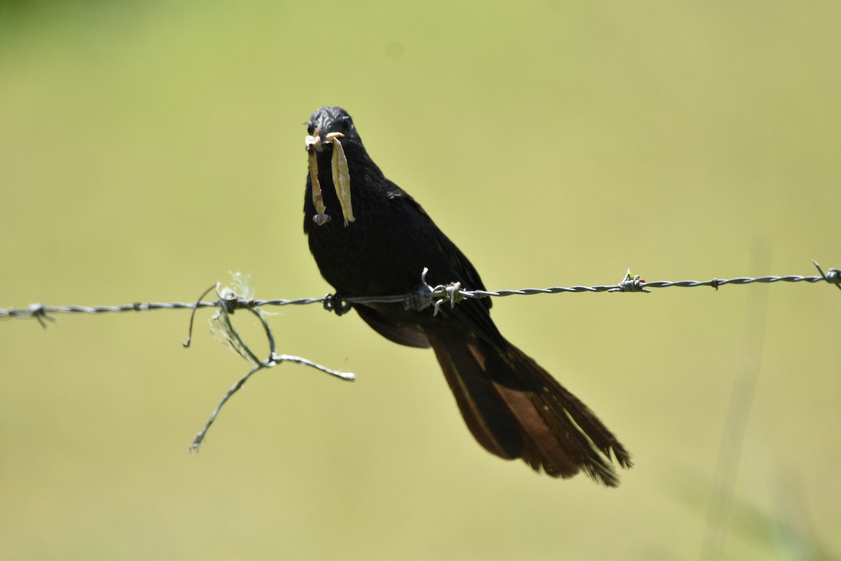 Groove-billed Ani - Siva Gopalnarayanan