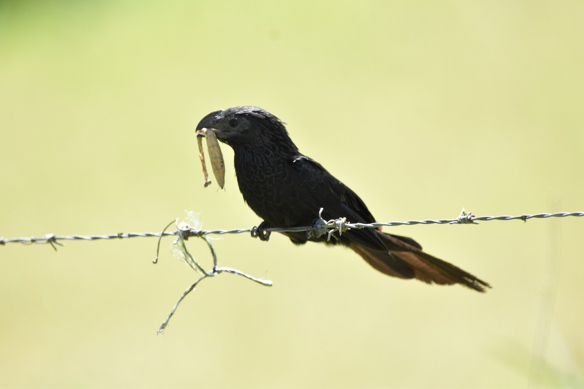 Groove-billed Ani - ML624577136