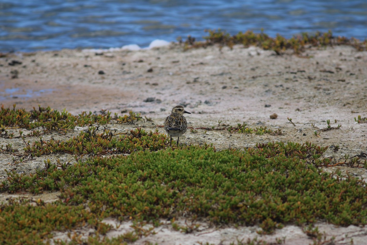 Pacific Golden-Plover - Katie Dyell