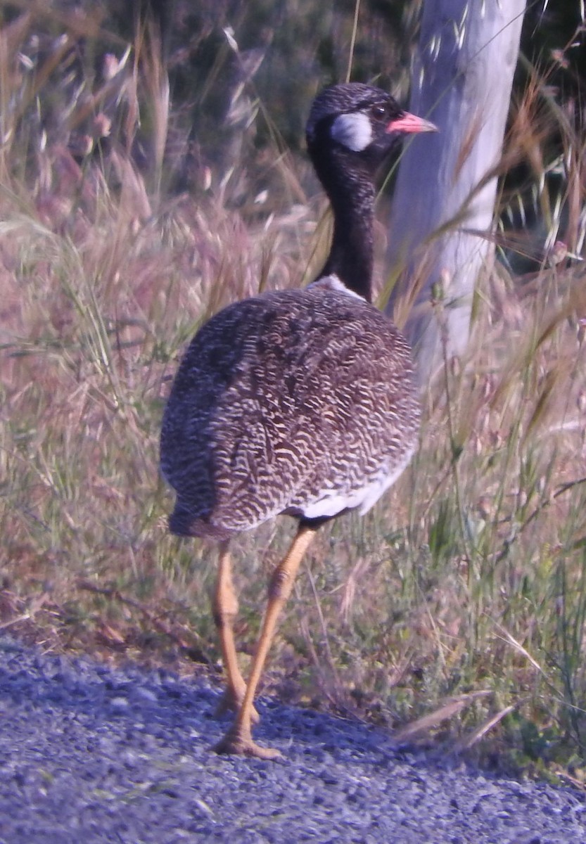 Black Bustard - ML624577231