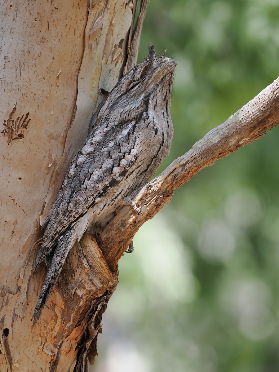 Tawny Frogmouth - ML624577261