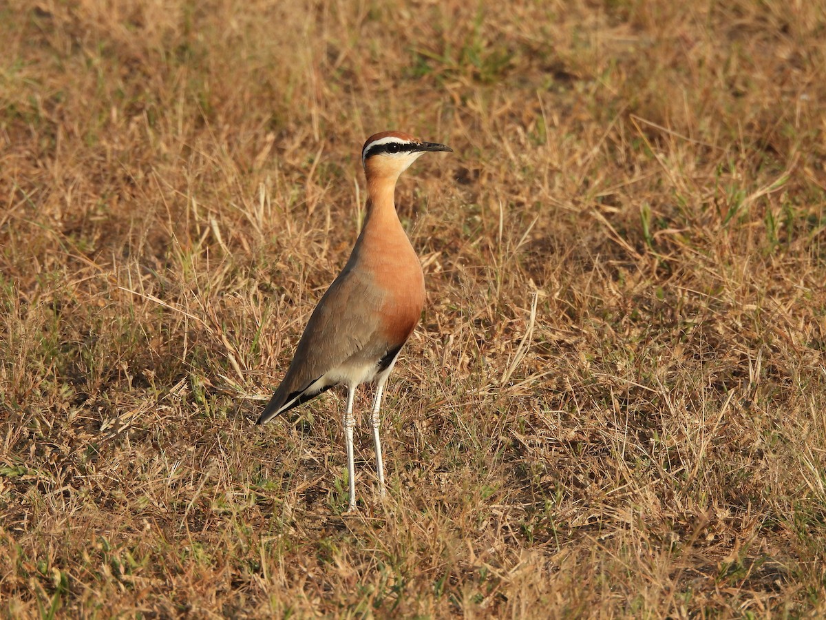 Indian Courser - ML624577311