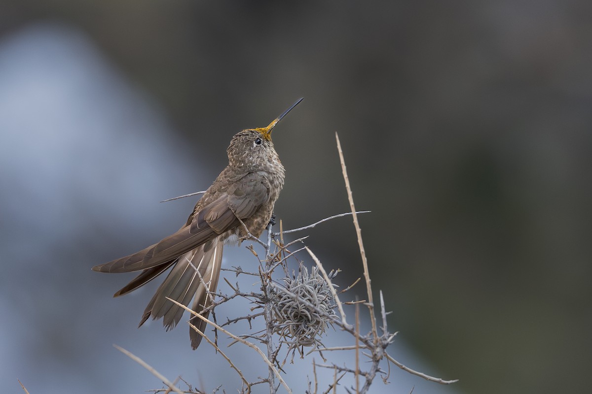 Giant Hummingbird - ML624577331