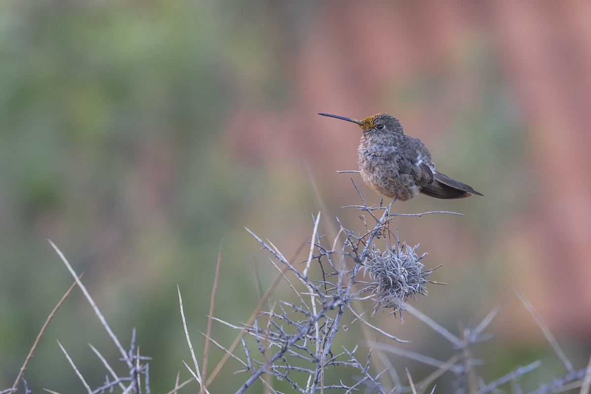 Giant Hummingbird - ML624577332