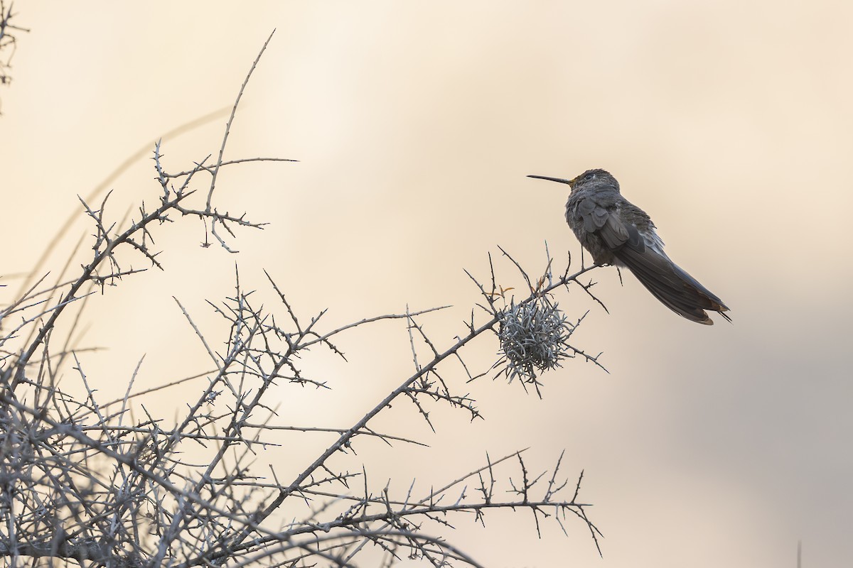 Giant Hummingbird - ML624577333