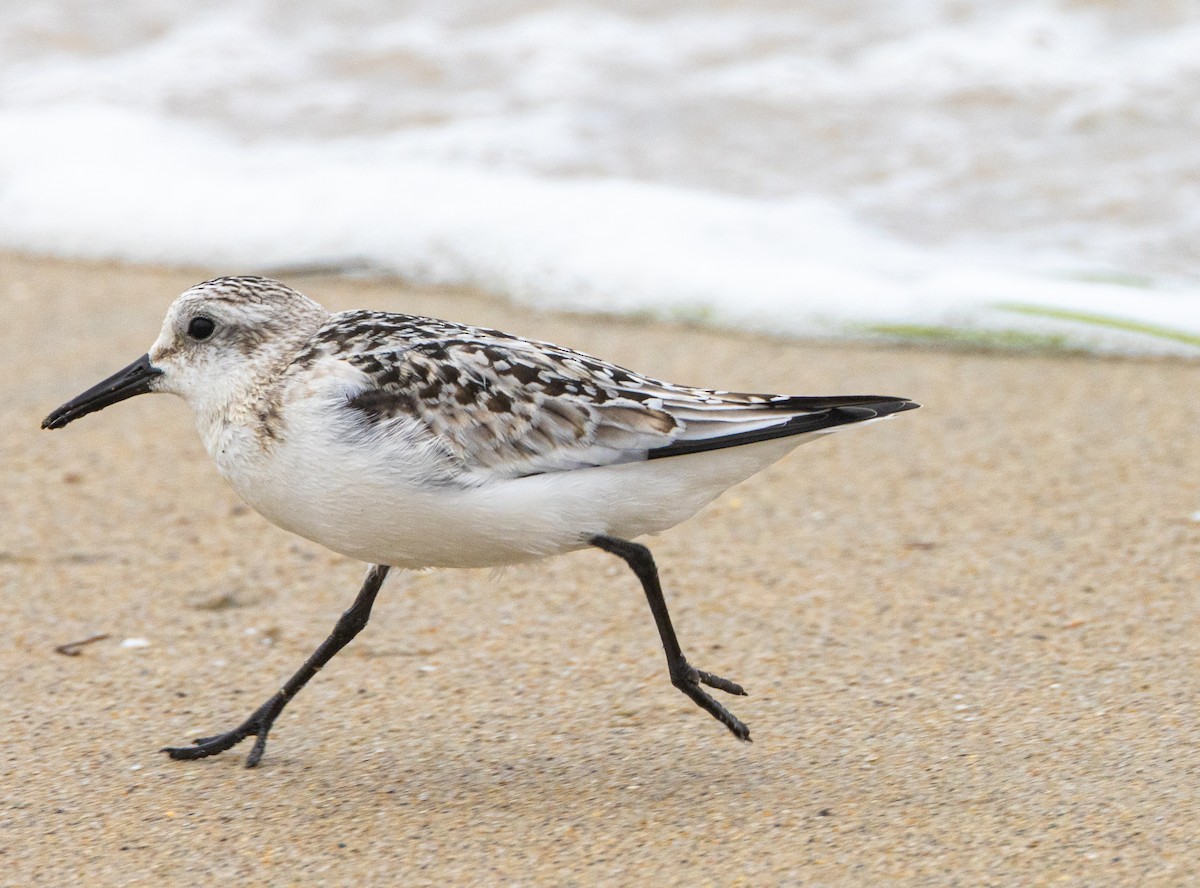 Sanderling - ML624577337