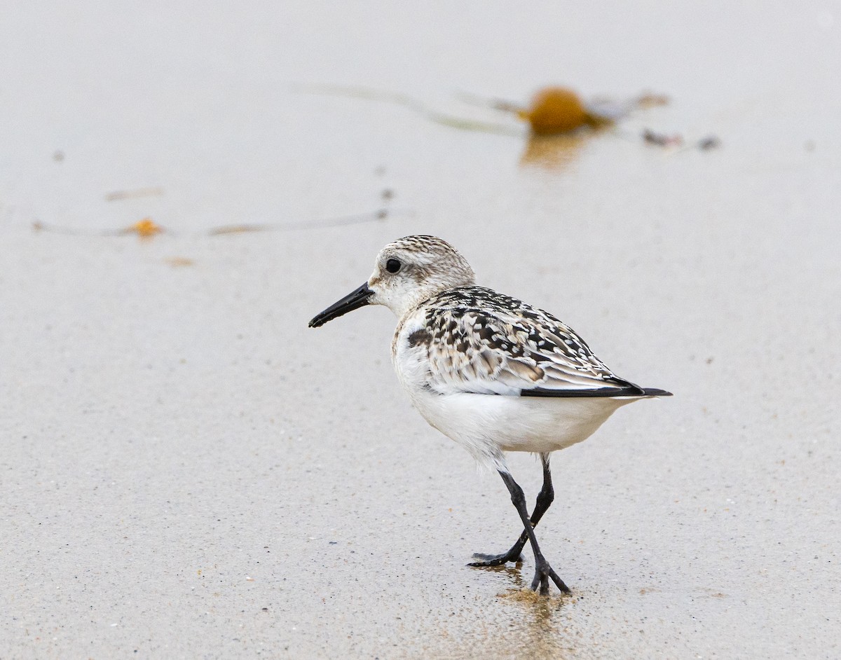 Sanderling - ML624577338