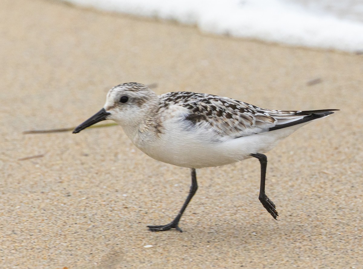 Sanderling - ML624577339