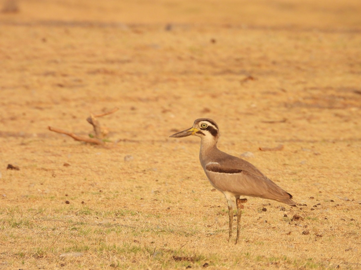 Great Thick-knee - ML624577345