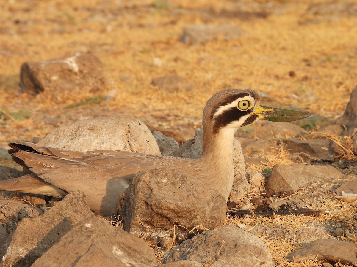 Great Thick-knee - ML624577346