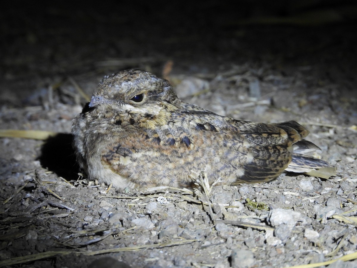 Indian Nightjar - ML624577348