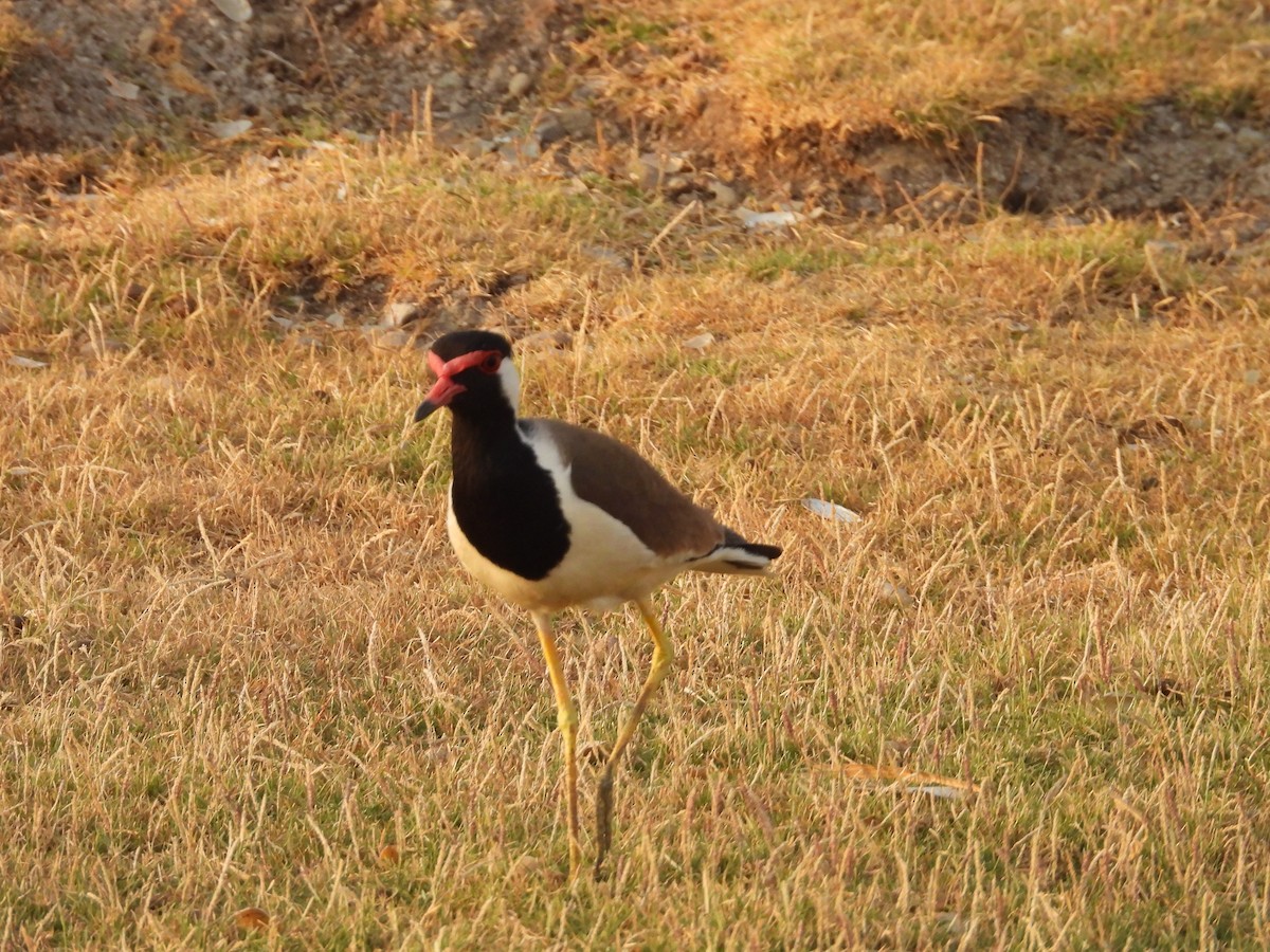 Red-wattled Lapwing - ML624577349