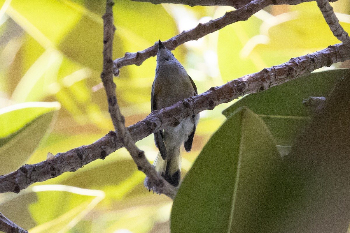 American Redstart - ML624577356