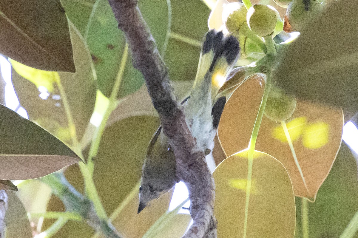 American Redstart - ML624577358