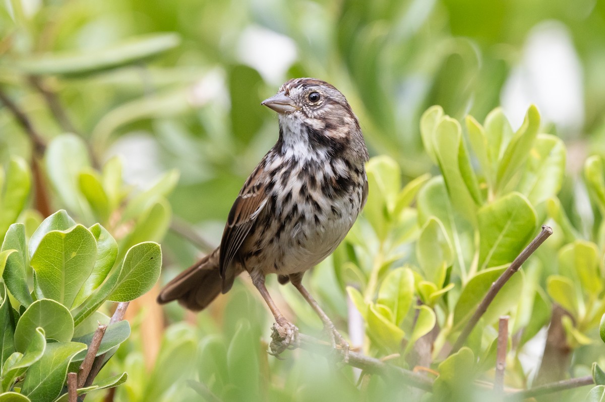 Song Sparrow - ML624577360