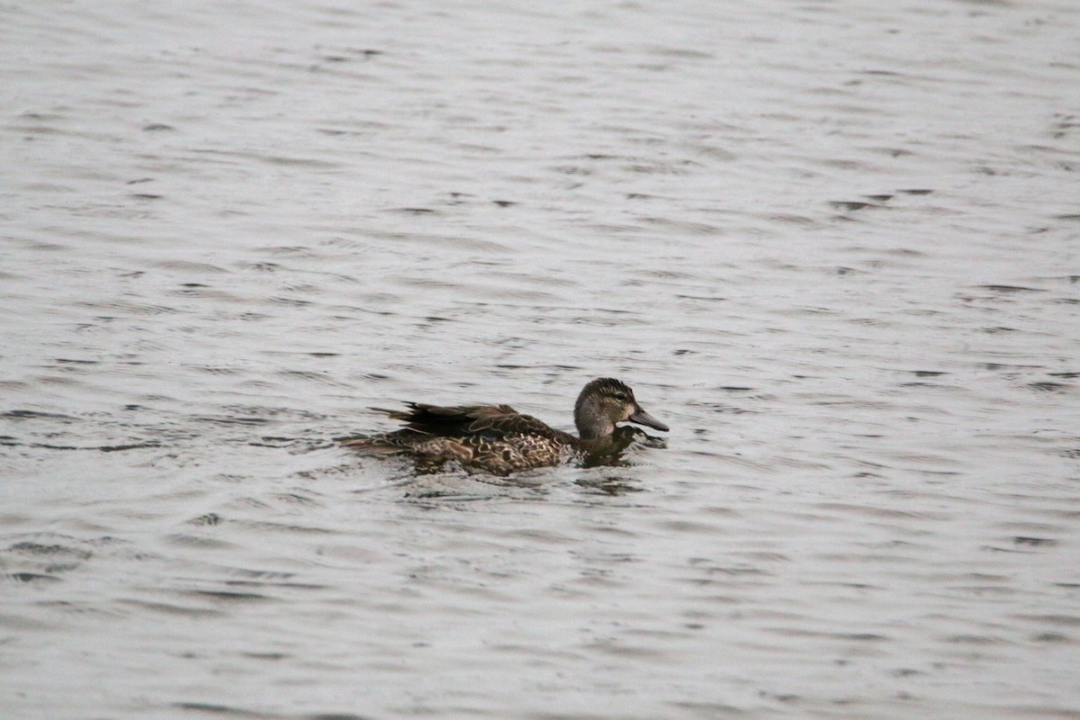 Blue-winged Teal - ML624577361