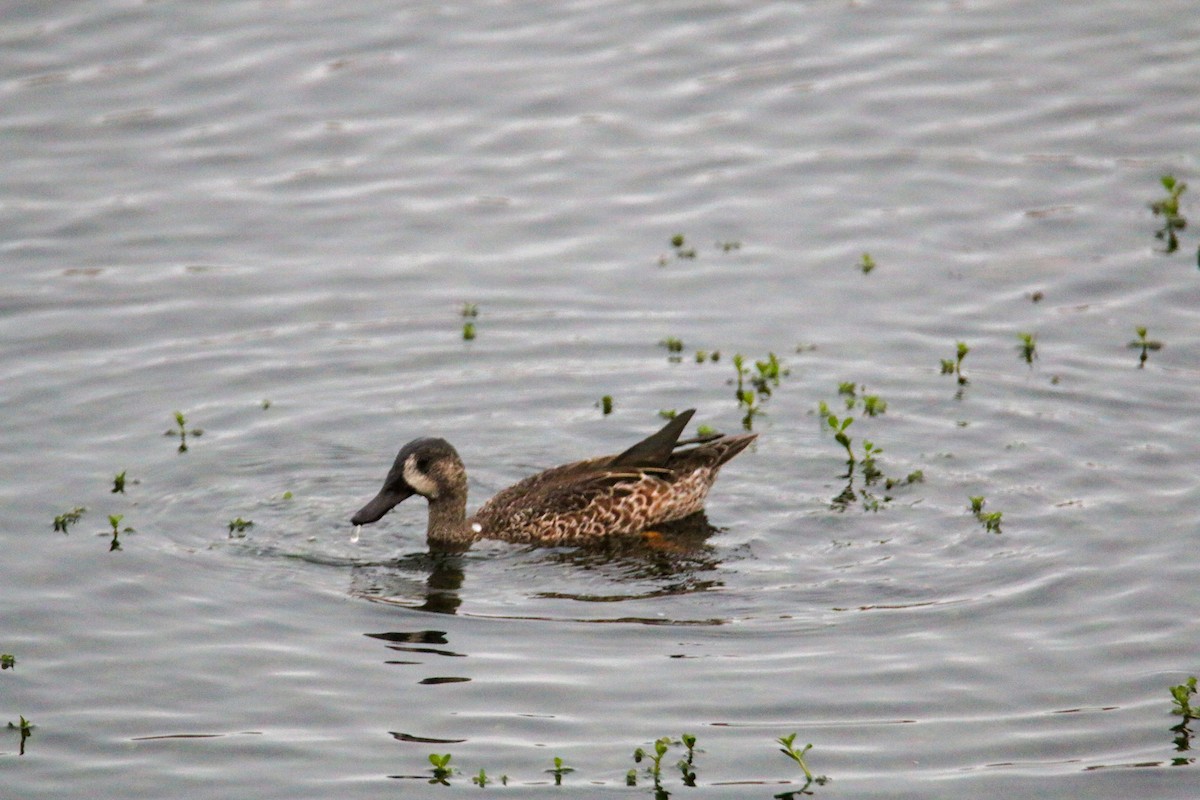 Blue-winged Teal - ML624577362