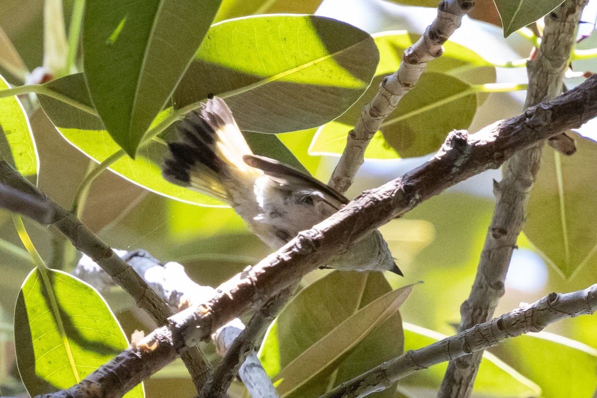 American Redstart - ML624577364