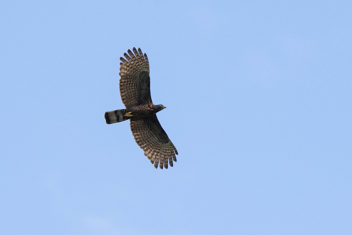 Sulawesi Honey-buzzard - ML624577411
