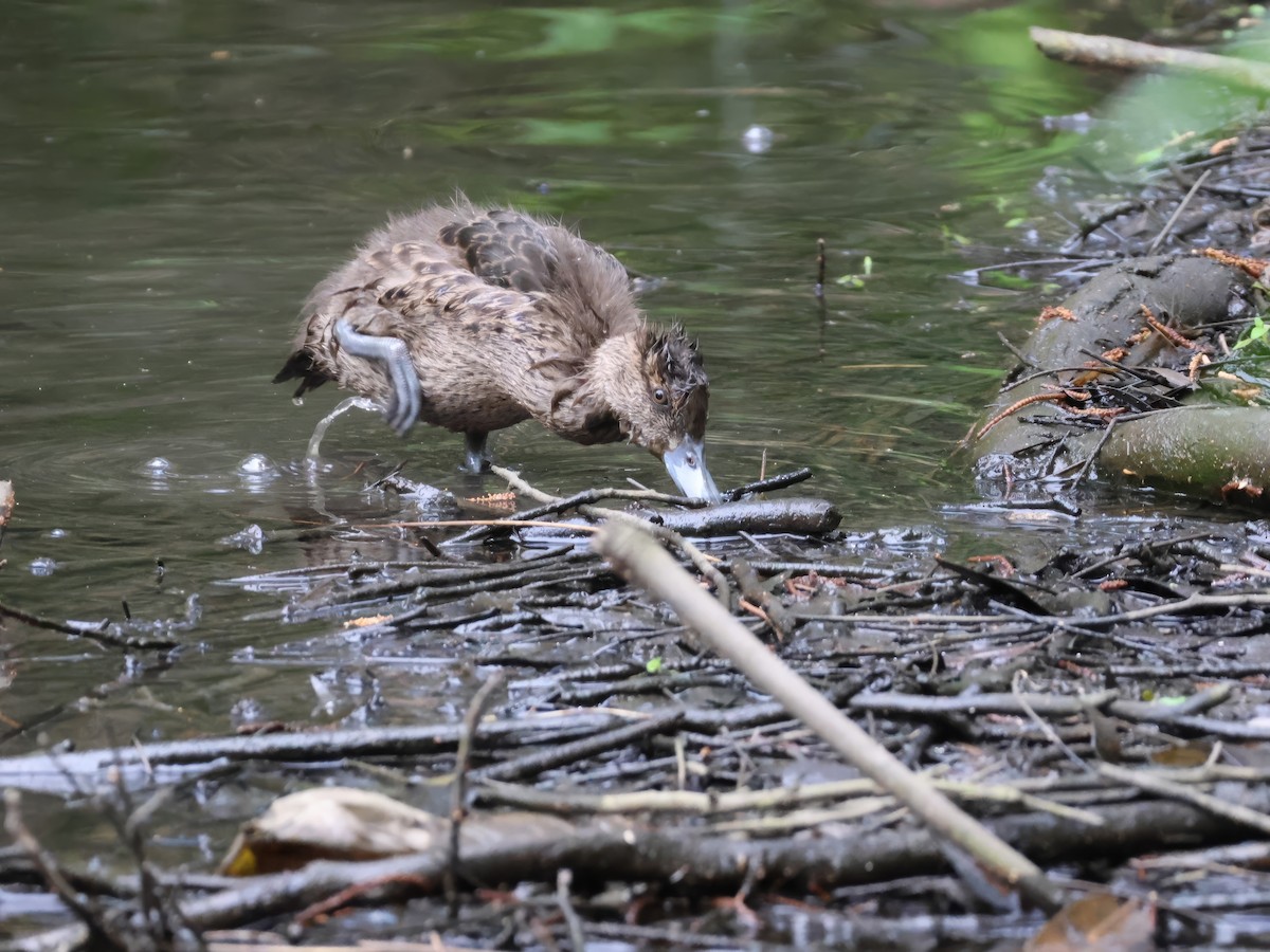 Chestnut Teal - ML624577453