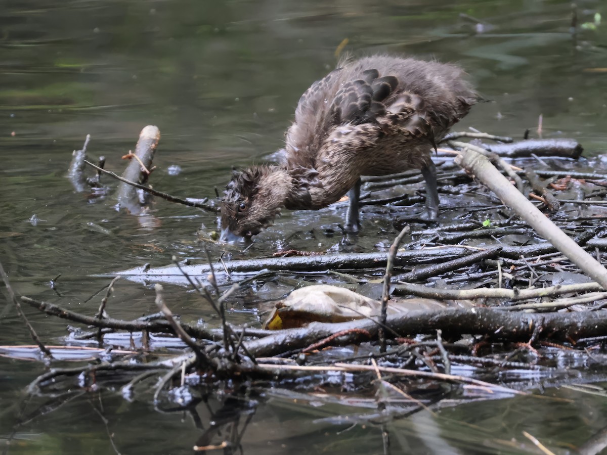 Chestnut Teal - ML624577454