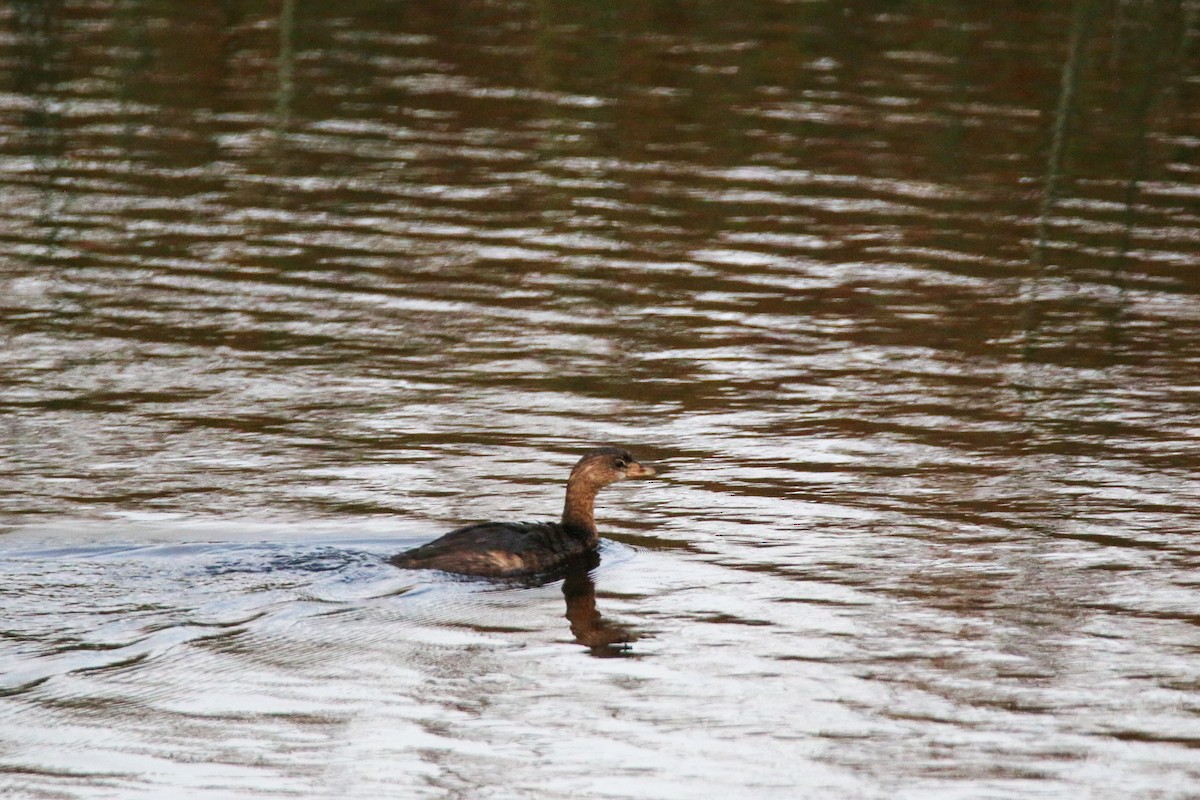 Pied-billed Grebe - ML624577507