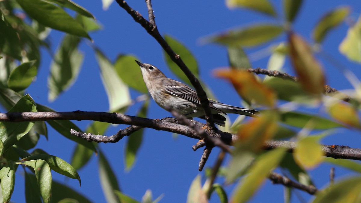 Yellow-rumped Warbler - Daniel Bye