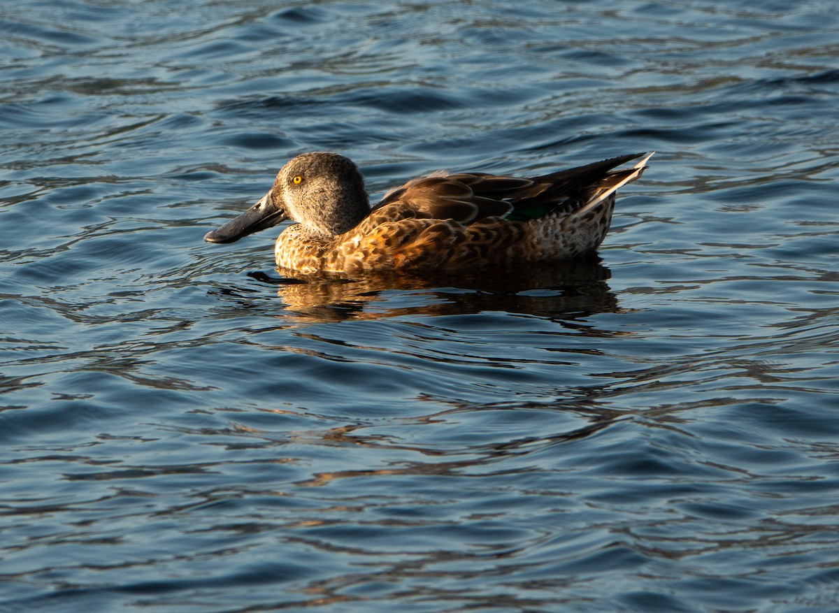 Northern Shoveler - Betsy Mooney