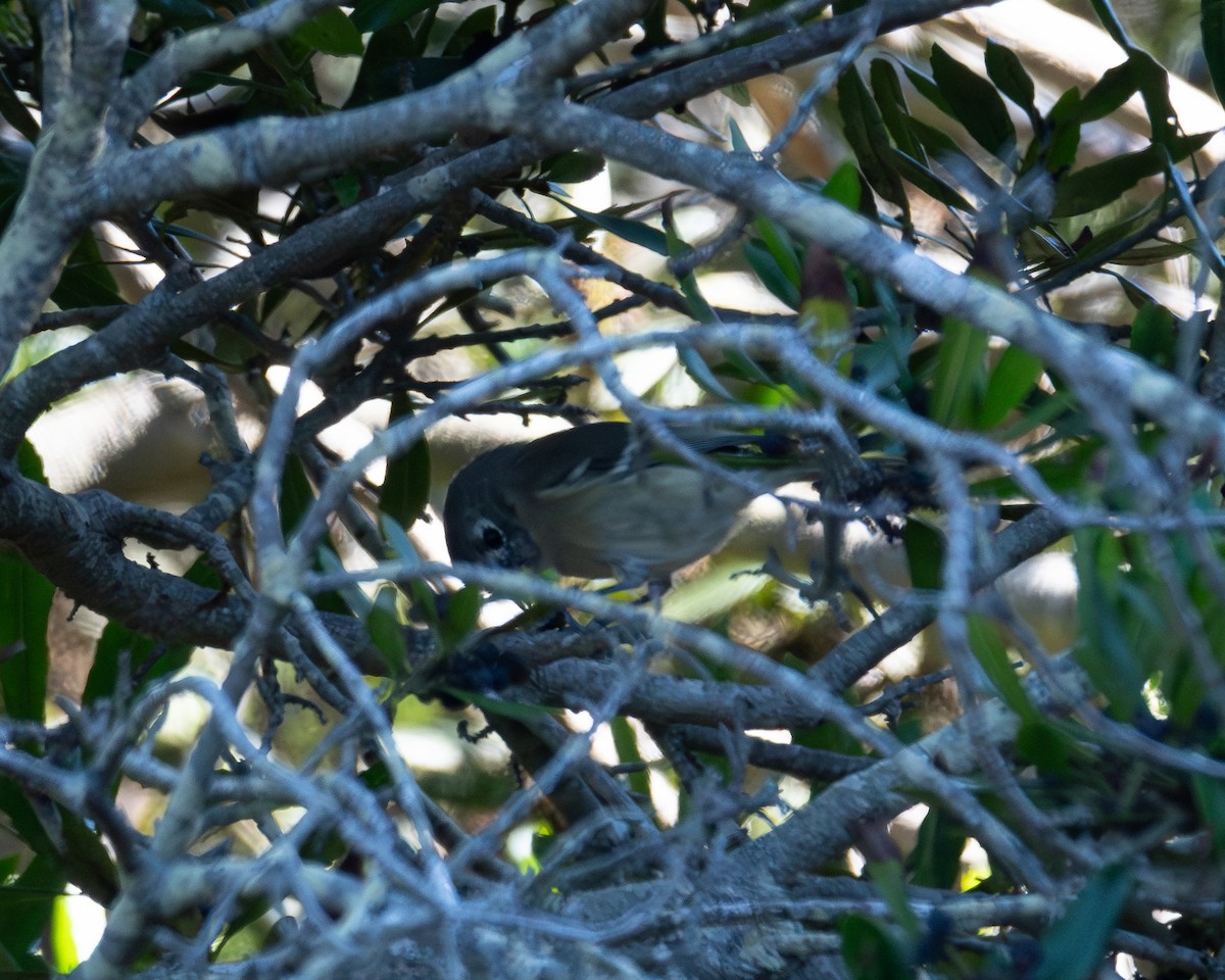 Hutton's Vireo - ML624577600
