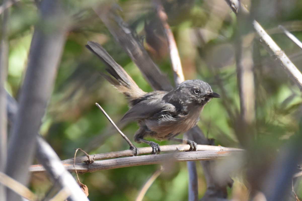 ミソサザイモドキ - ML624577649