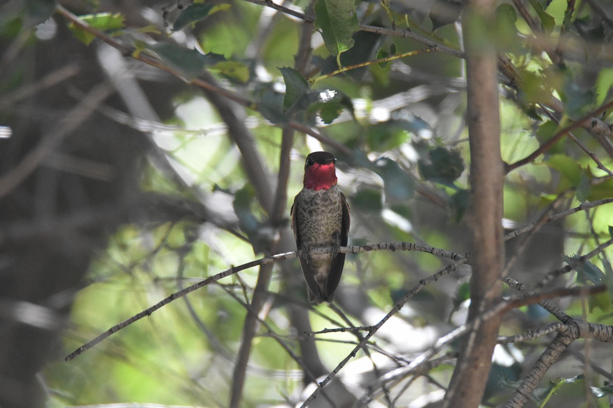 Anna's Hummingbird - ML624577651