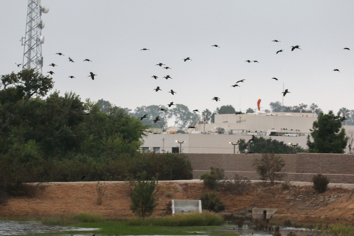 White-faced Ibis - ML624577673