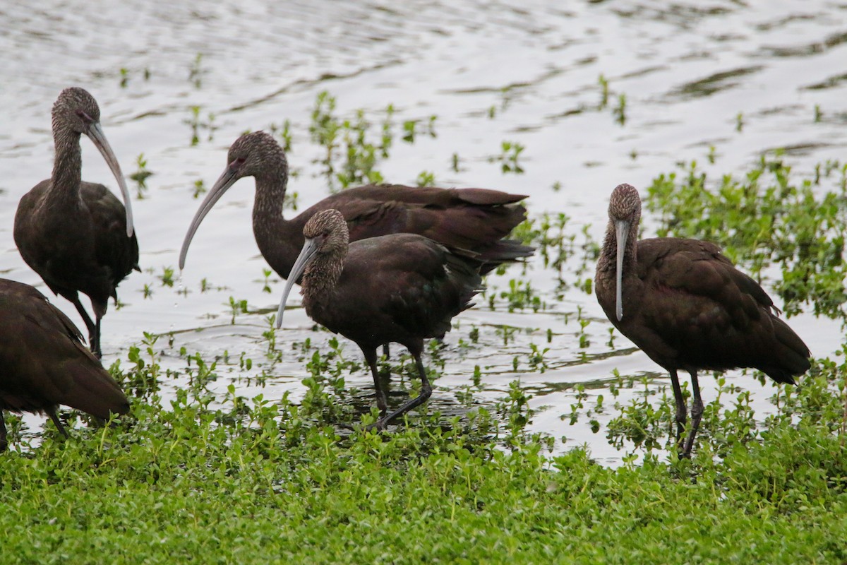 White-faced Ibis - ML624577674