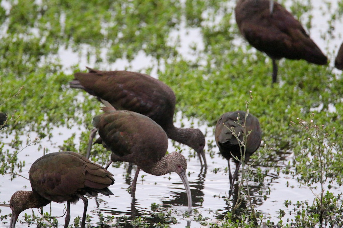 White-faced Ibis - ML624577675