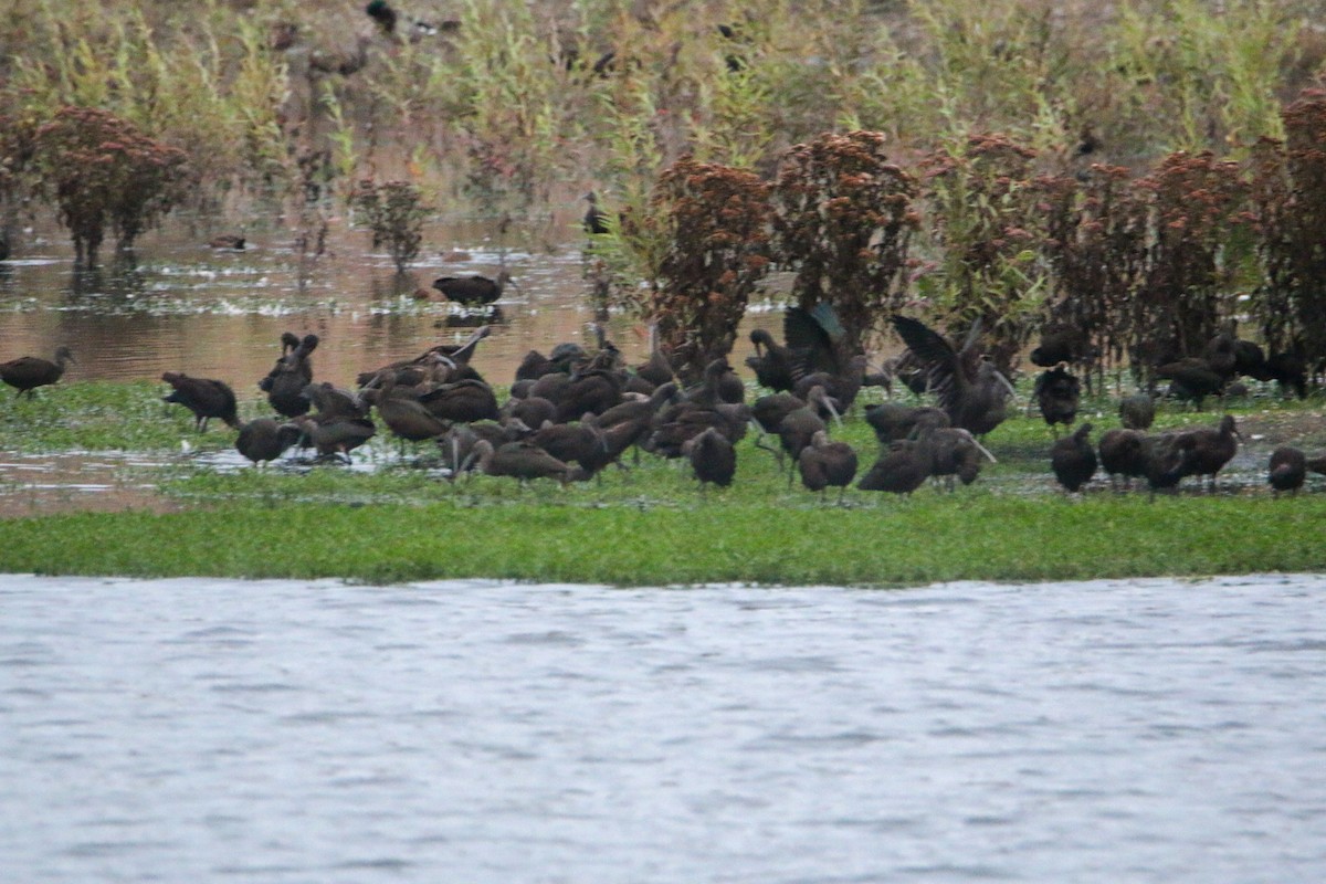 White-faced Ibis - Nick Krolikowski