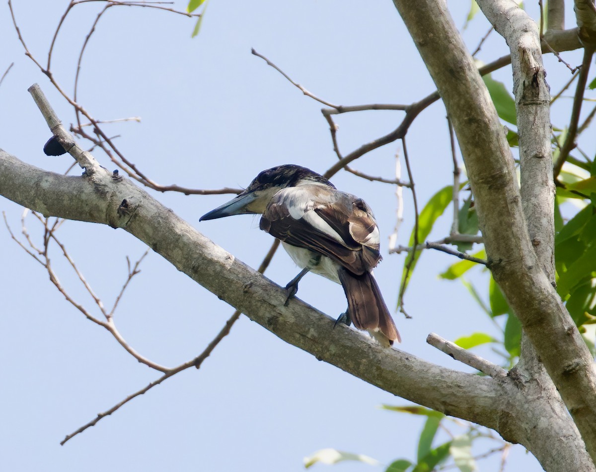 Silver-backed Butcherbird - ML624577677