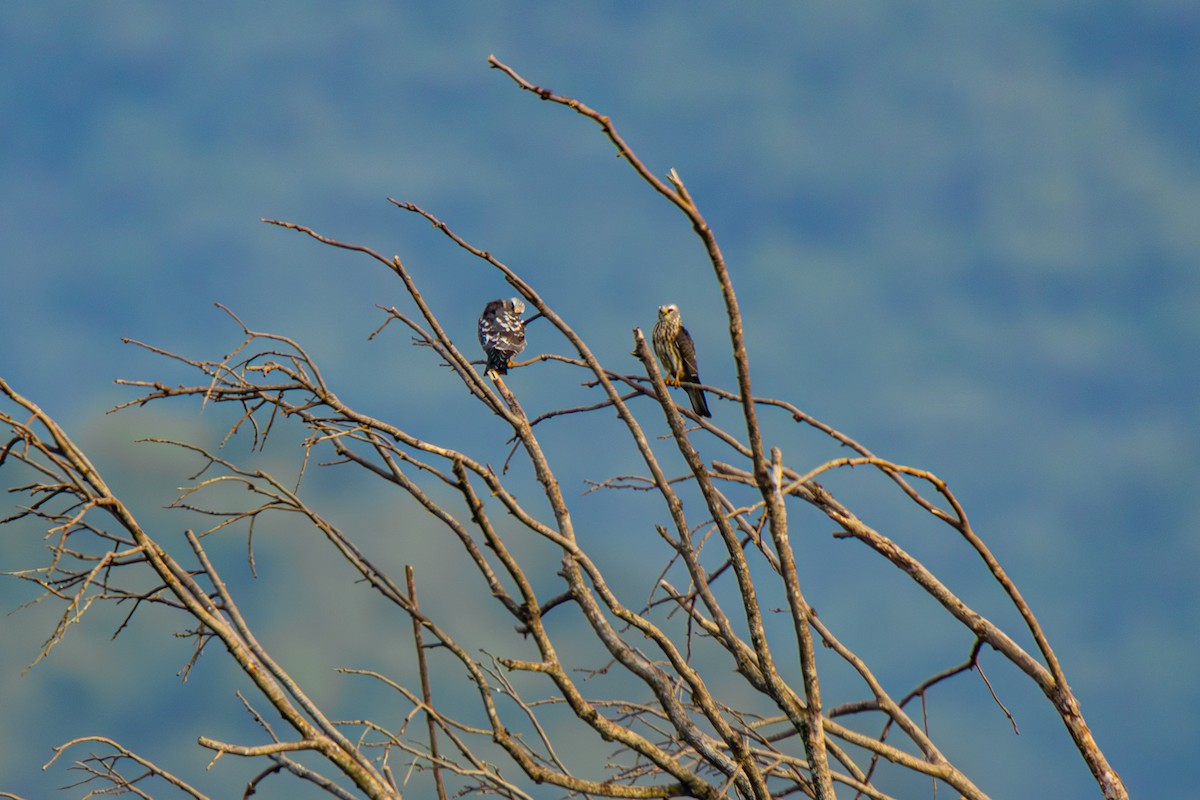 White-tailed Kite - ML624577678