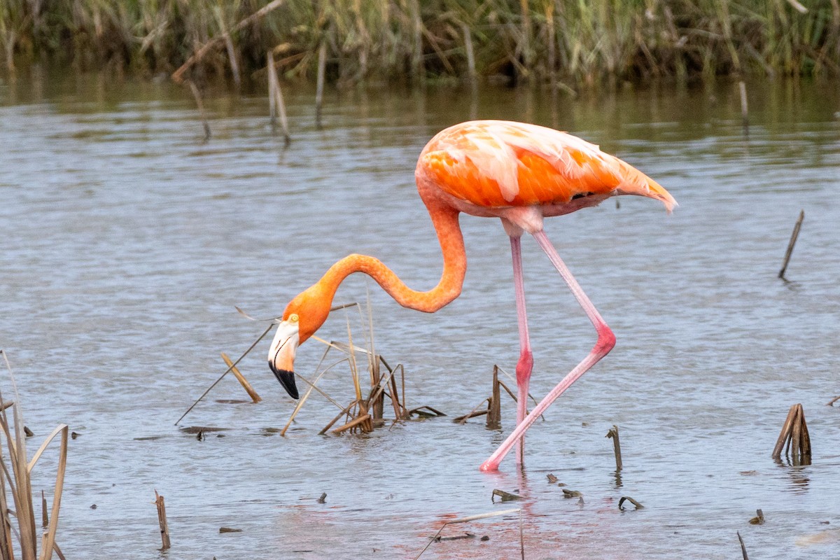 American Flamingo - ML624577680