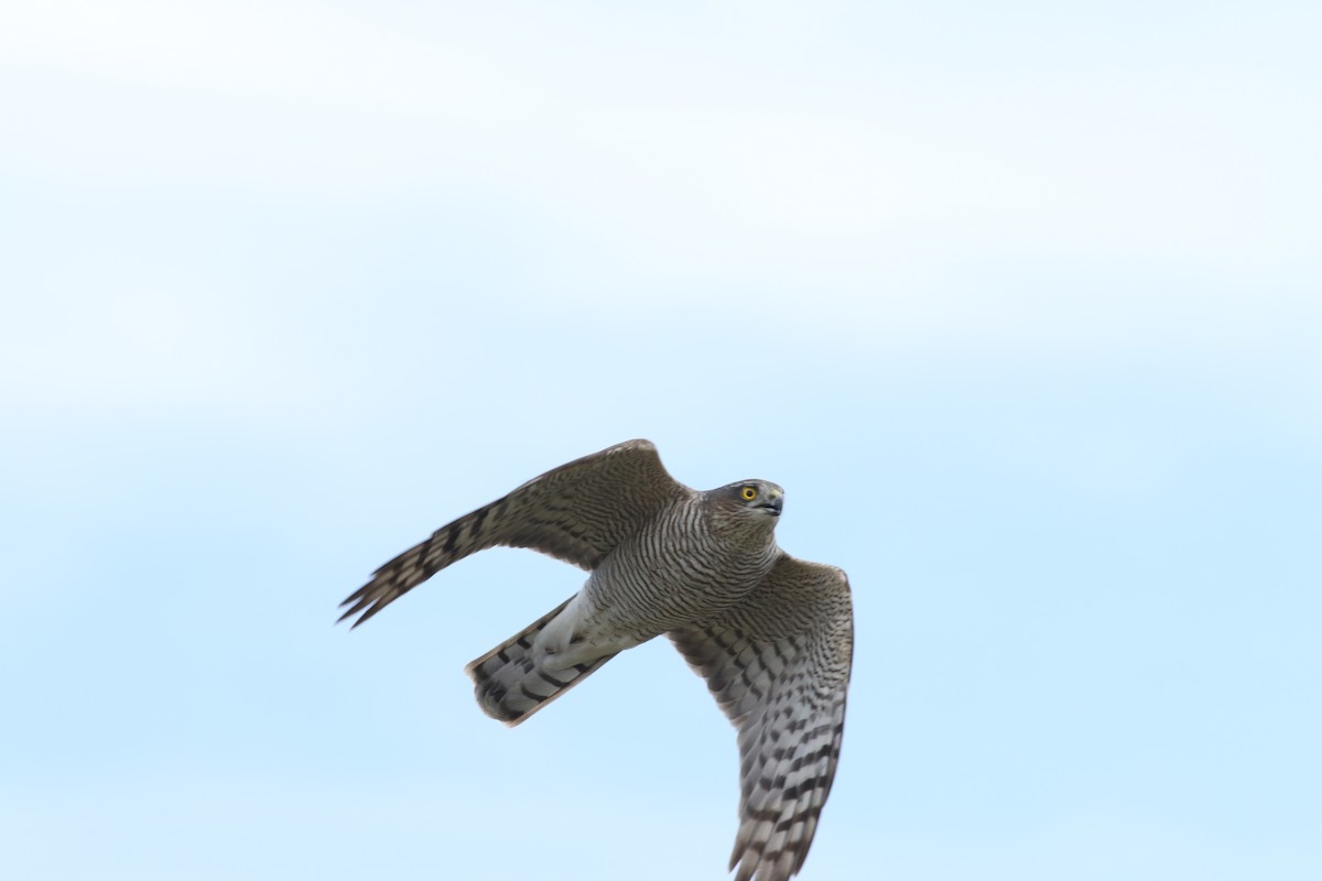 Eurasian Sparrowhawk - ML624577681