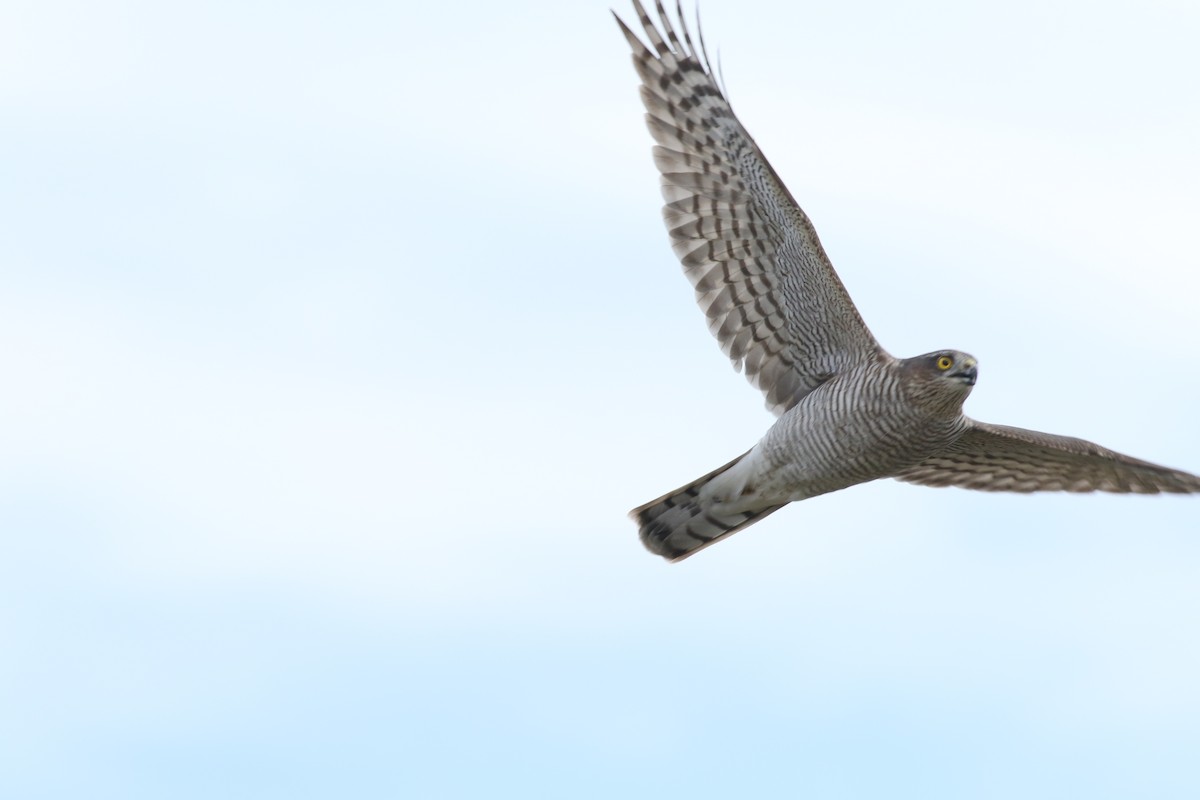 Eurasian Sparrowhawk - ML624577682